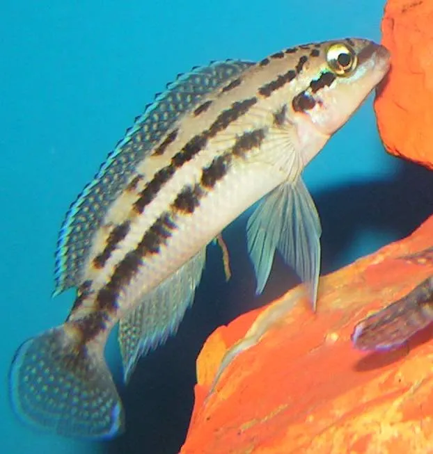 Brown Julie (Julidochromis dickfeldi)