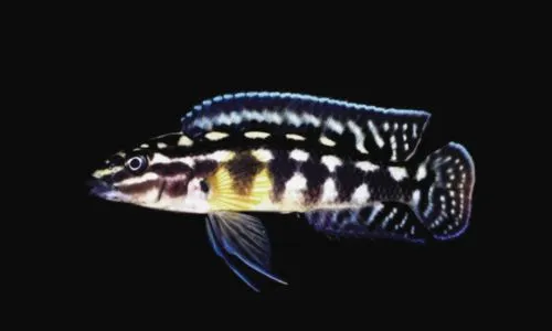 Marlier's julie (Julidochromis marlieri)