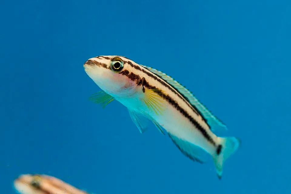 Golden Julie (Julidochromis ornatus)