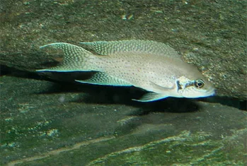 Lyretail cichlid (Neolamprologus brichardi)