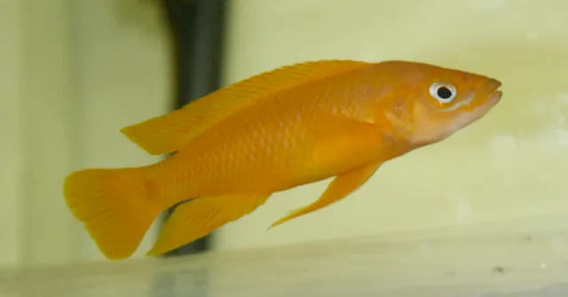 Lemon cichlid (Neolamprologus leleupi)