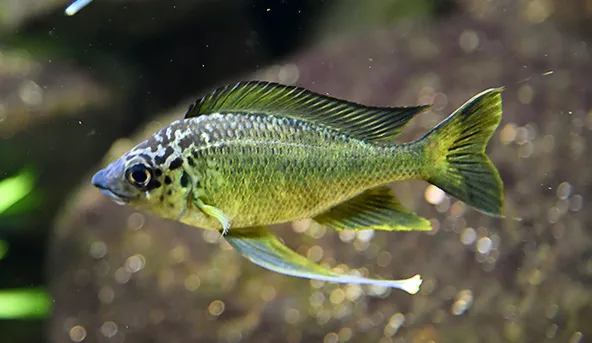 Featherfin cichlid (Ophthalmotilapia ventralis)