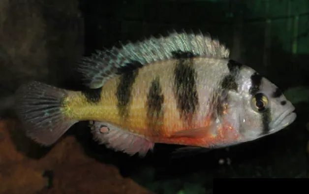 Zebra obliquidens (Astatotilapia latifasciata)