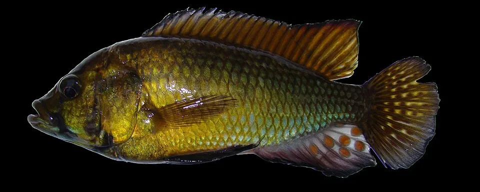 Alluaud's haplo (Astatoreochromis alluaudi)