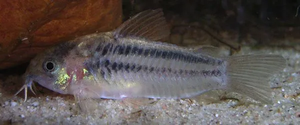 Nain dwarf cory (Corydoras nanus)