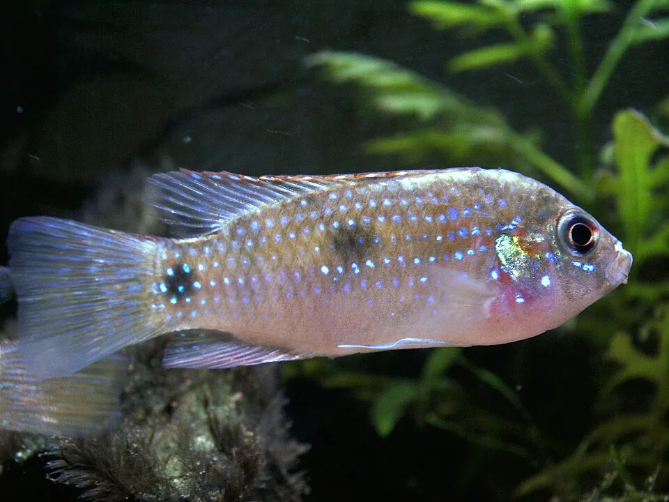 African butterfly cichlid (Anomalochromis thomasi)