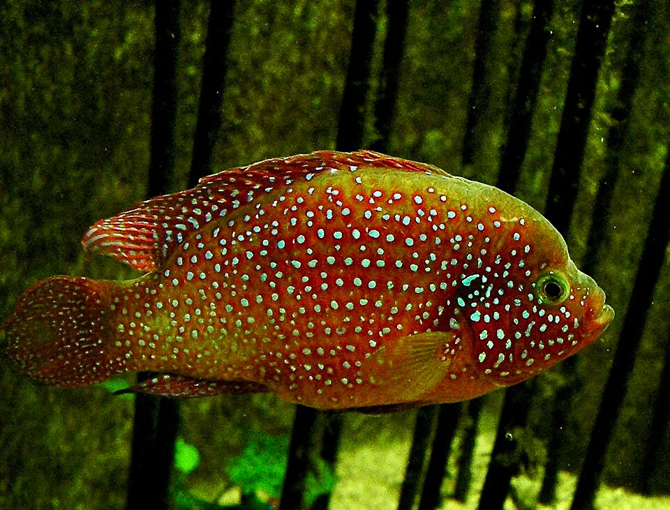 Jewel cichlid (Hemichromis bimaculatus)