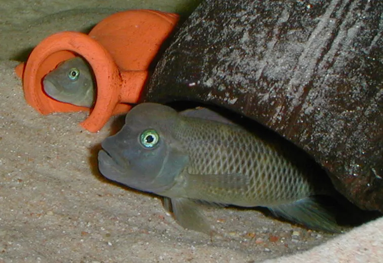 Blockhead Cichlid (Steatocranus casuarius)