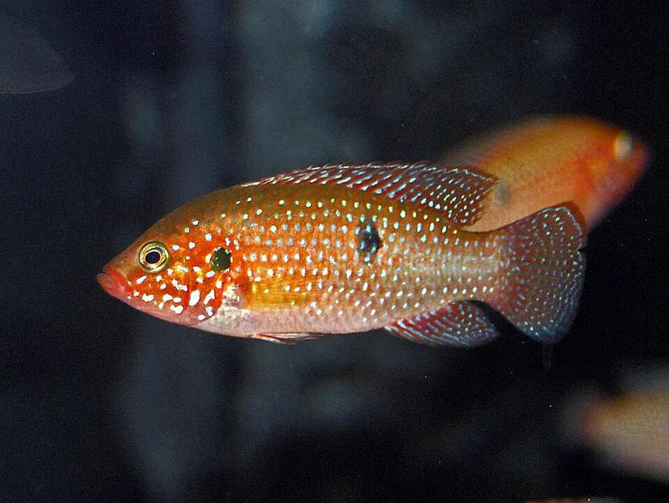 Blood-red jewel cichlid (Hemichromis lifalili)
