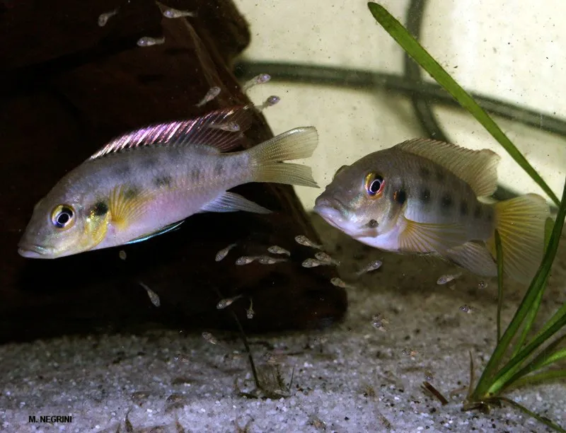 Guenther's Mouthbrooder (Chromidotilapia guentheri)
