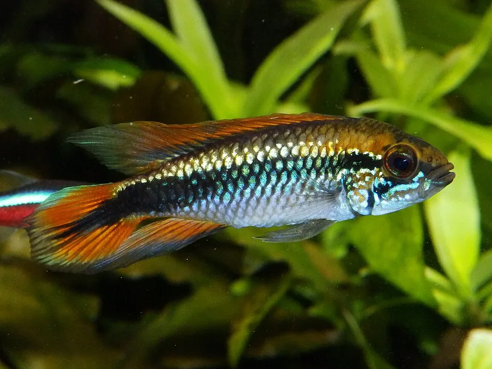 Agassiz's dwarf cichlid (Apistogramma agassizii)