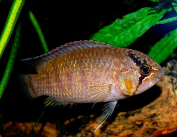 Zebra acara (Nannacara adoketa)