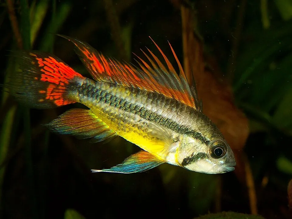 Cockatoo cichlid (Apistogramma cacatuoides)