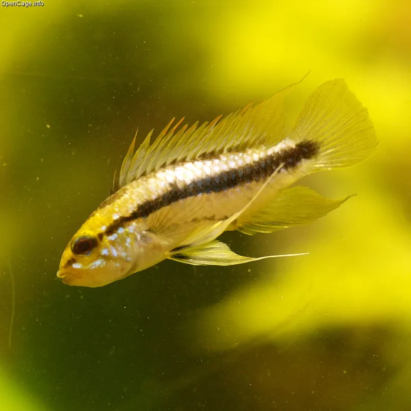Three-Stripe Dwarf Cichlid (Apistogramma trifasciata)