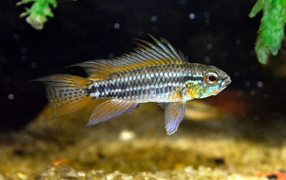 Two-Stripe Dwarf Cichlid (Apistogramma bitaeniata)