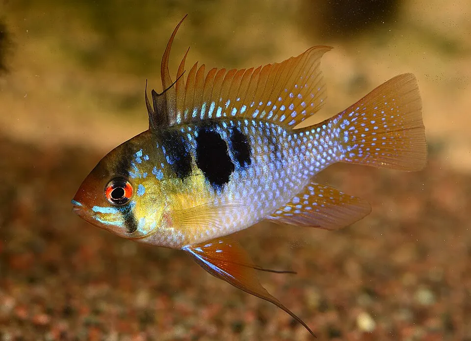 Blue ram (Mikrogeophagus ramirezi)