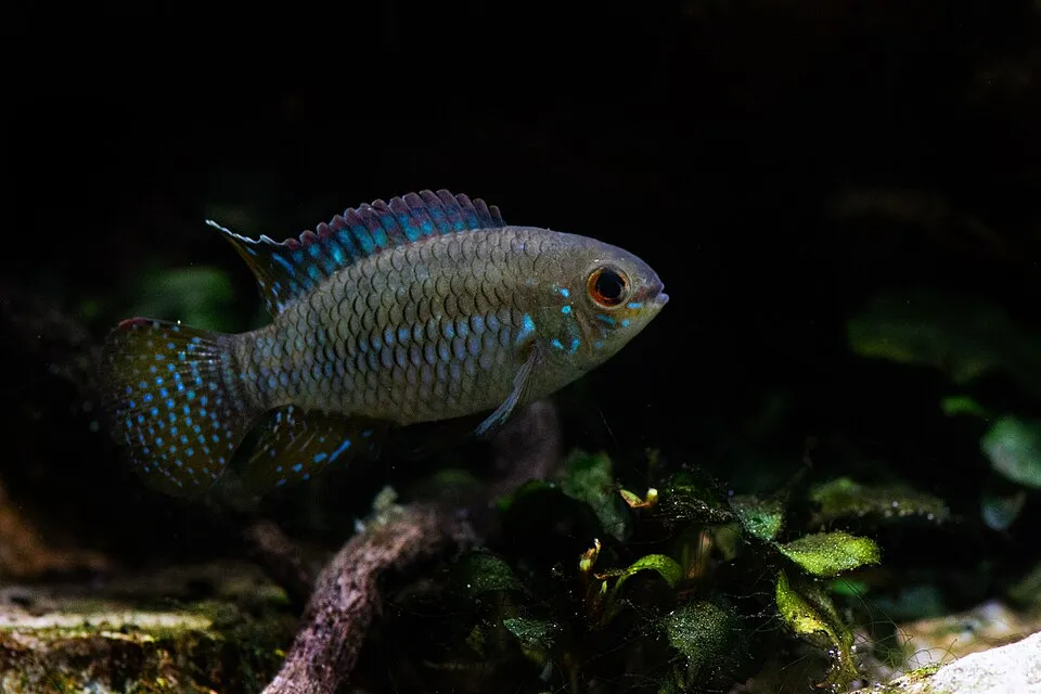Dwarf flag cichlid (Laetacara curviceps)