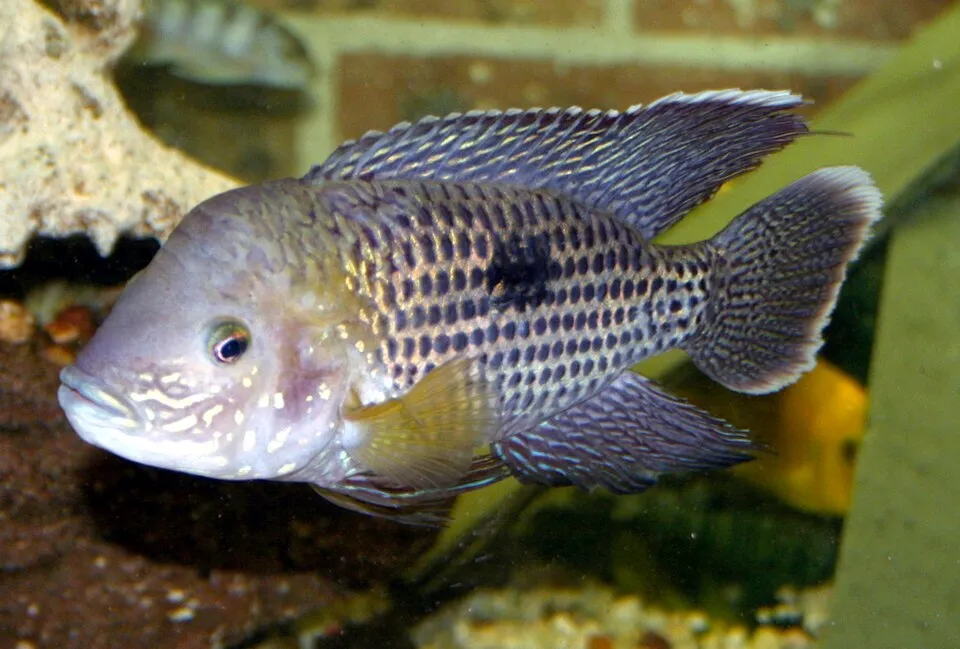 Gold Saum (Andinoacara rivulatus)