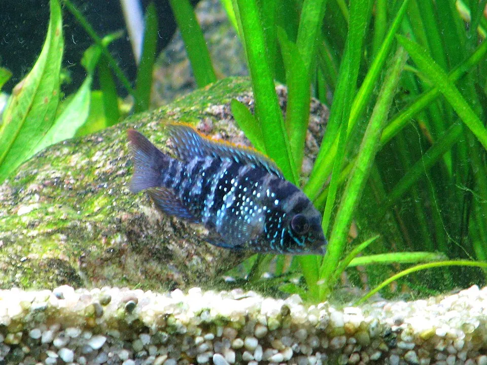 Blue acara (Andinoacara pulcher)