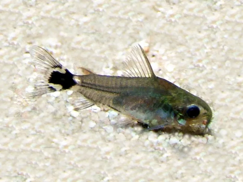 Dwarf cory (Corydoras hastatus)