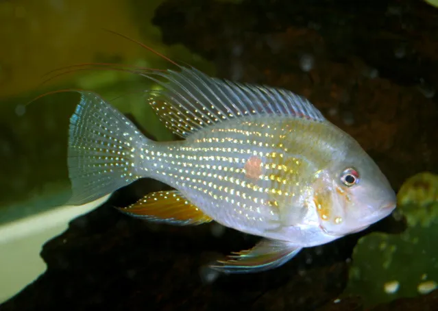 Threadfin acara (Acarichthys heckelii)