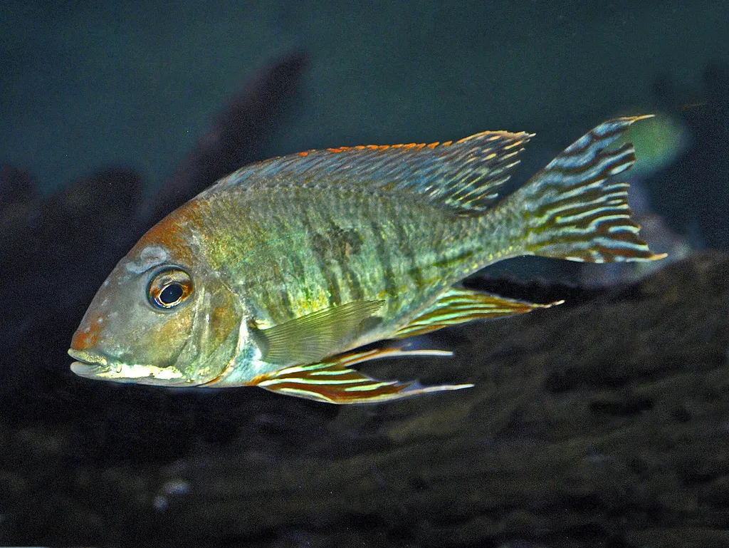 Eartheater cichlid (Geophagus altifrons)