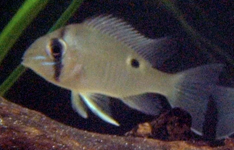 Cupid cichlid (Biotodoma cupido)