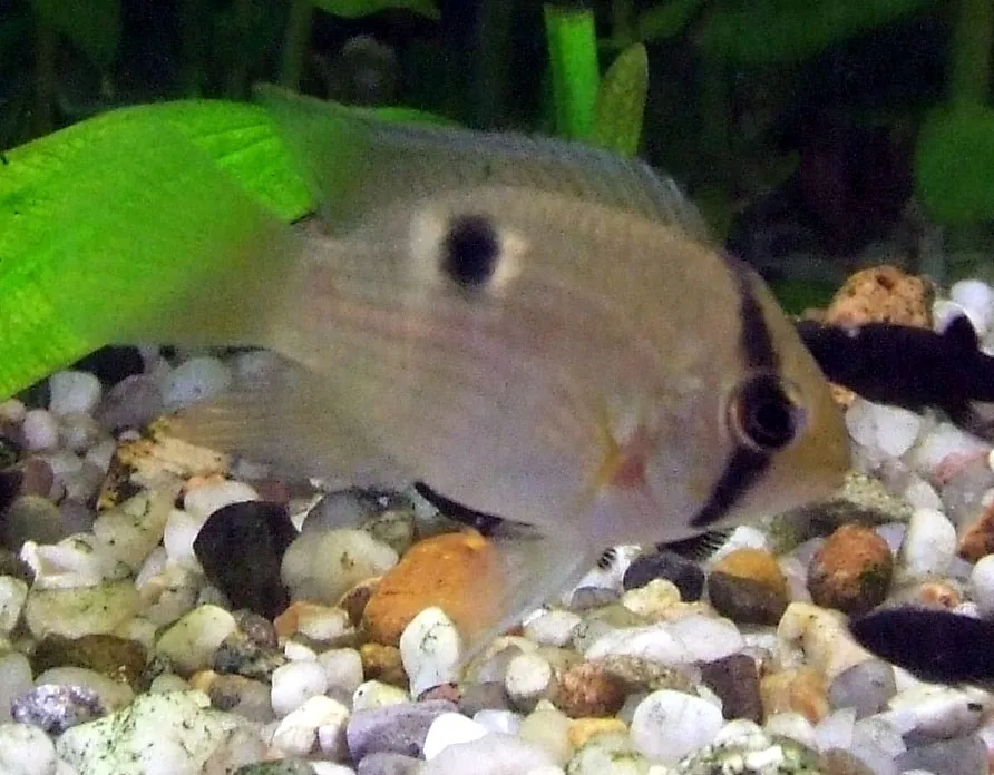 Keyhole cichlid (Cleithracara maronii)