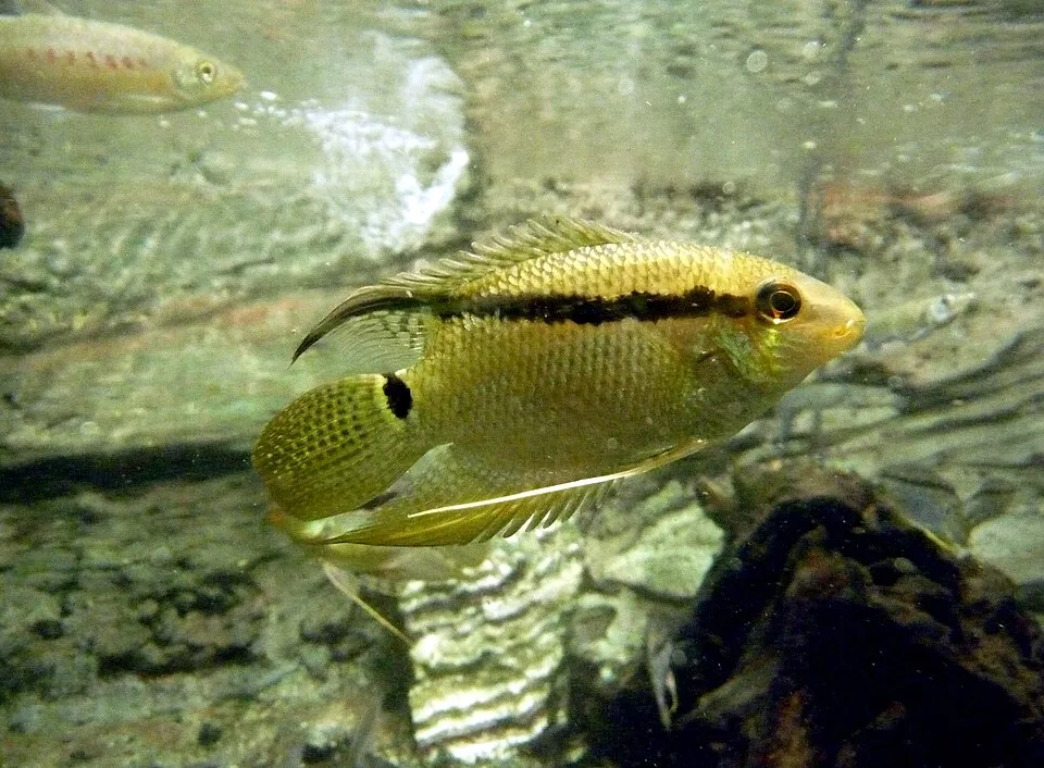 Flag cichlid (Mesonauta festivus)