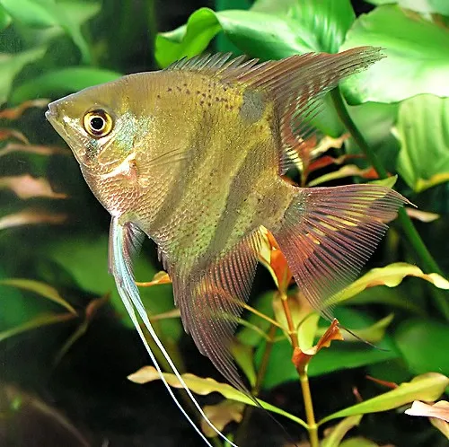 Roman Nose Angelfish (Pterophyllum leopoldi)