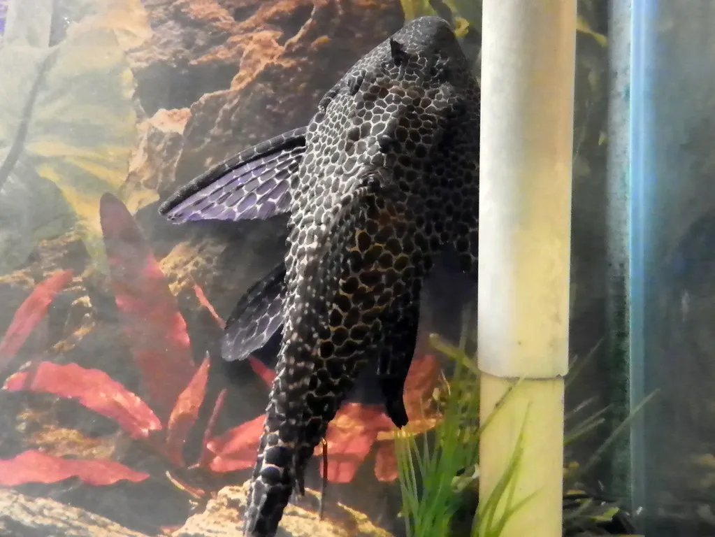 Common pleco (Hypostomus plecostomus)