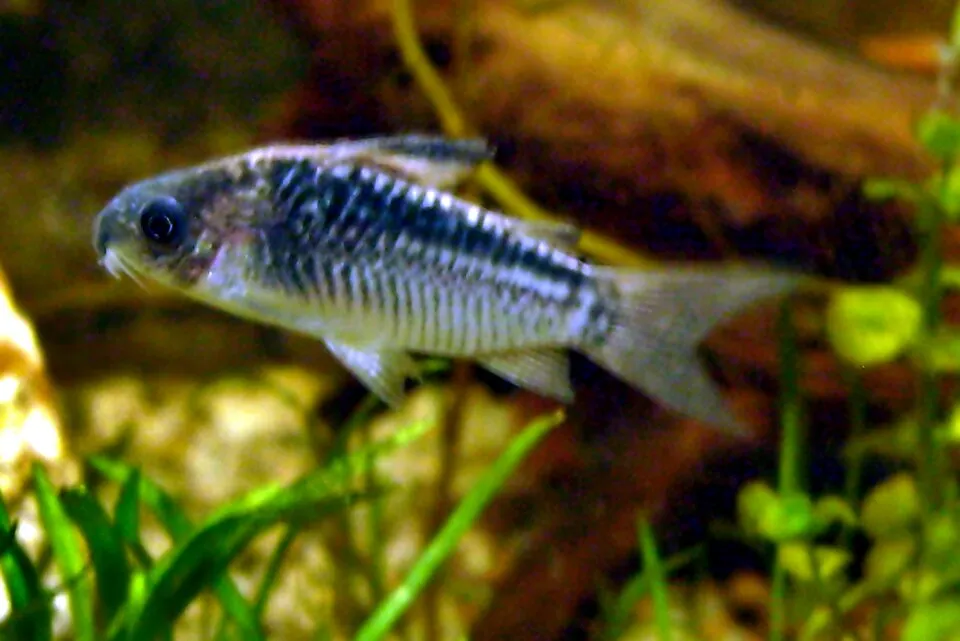 Elegant cory (Corydoras elegans)