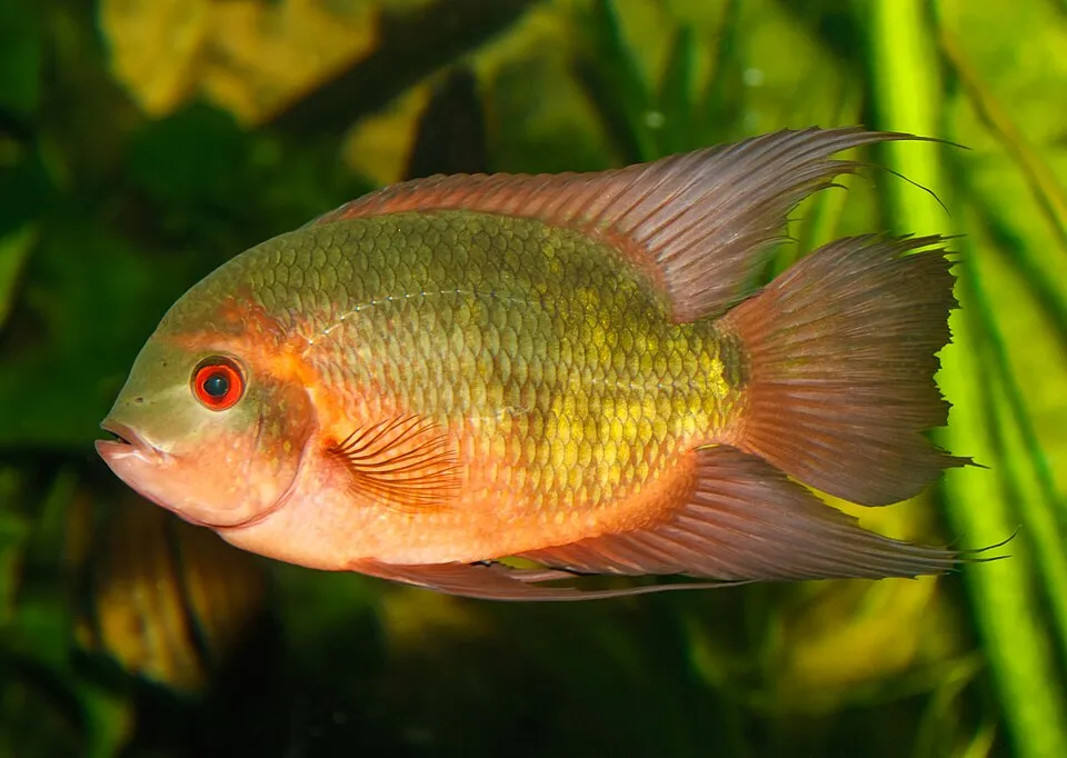 Chocolate cichlid (Hypselecara temporalis)