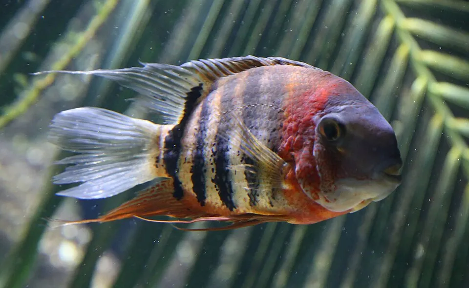 Severum (Heros efasciatus)