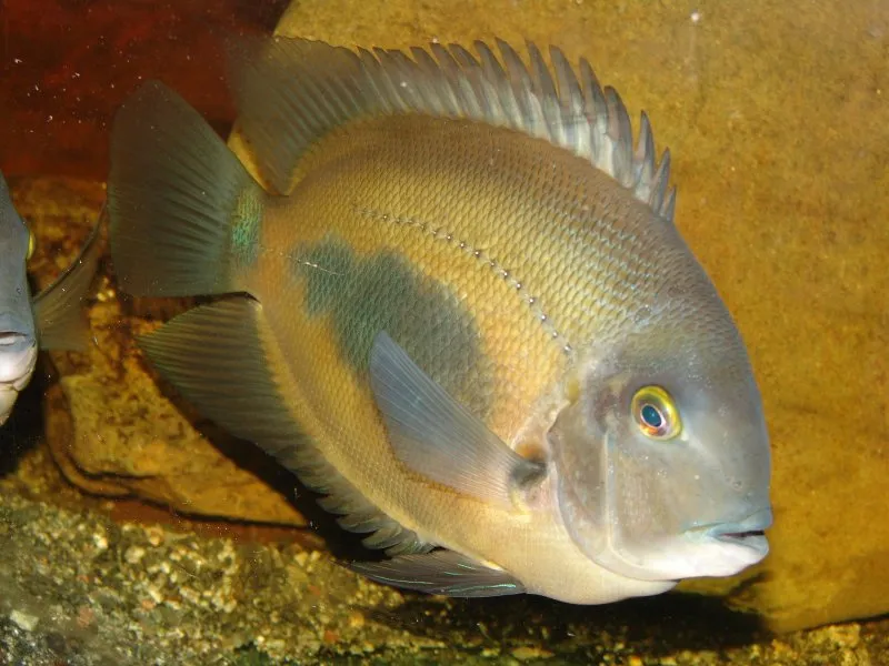 Uaru cichlid (Uaru amphiacanthoides)