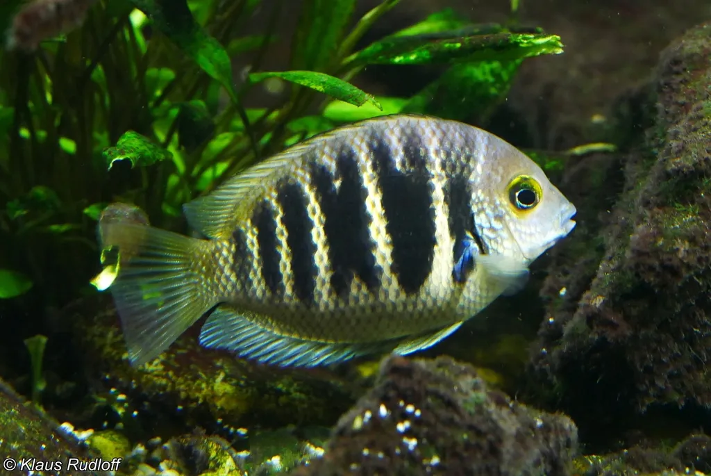 Canara pearlspot (Etroplus canarensis)