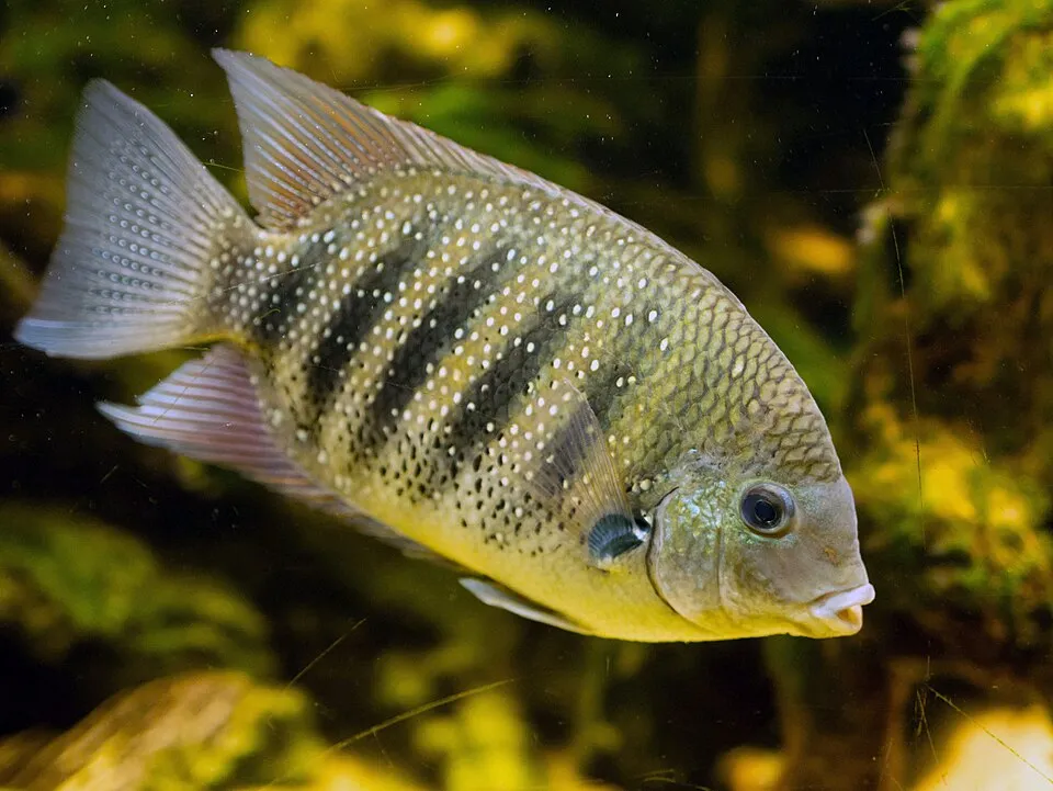 Green chromide (Etroplus suratensis)