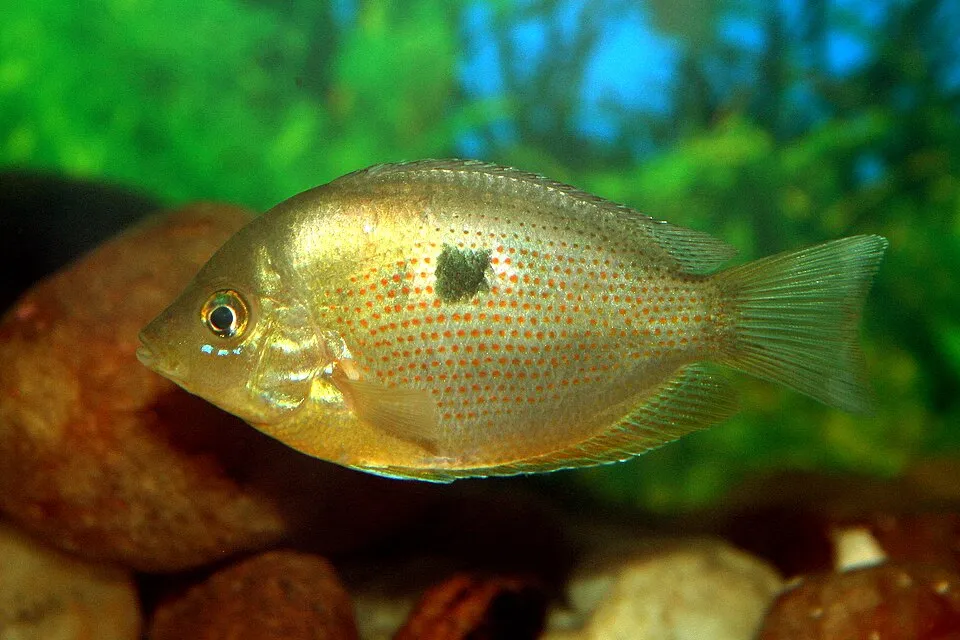 Orange chromide (Etroplus maculatus)