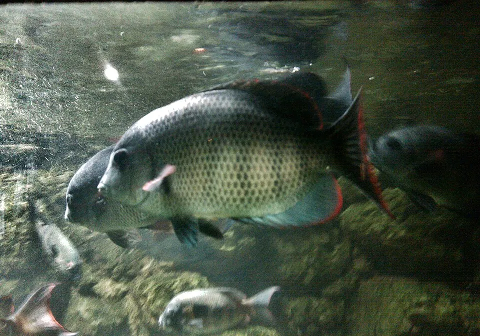 Pinstripe damba cichlid (Paretroplus menarambo)