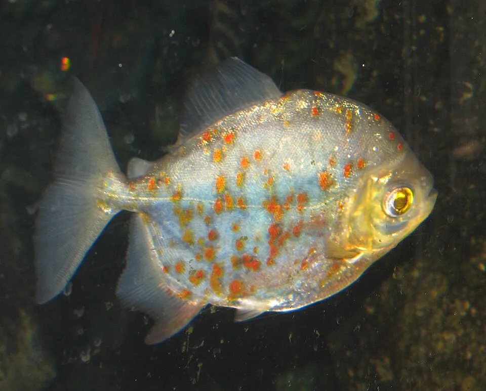 Redhook (Myloplus rubripinnis)