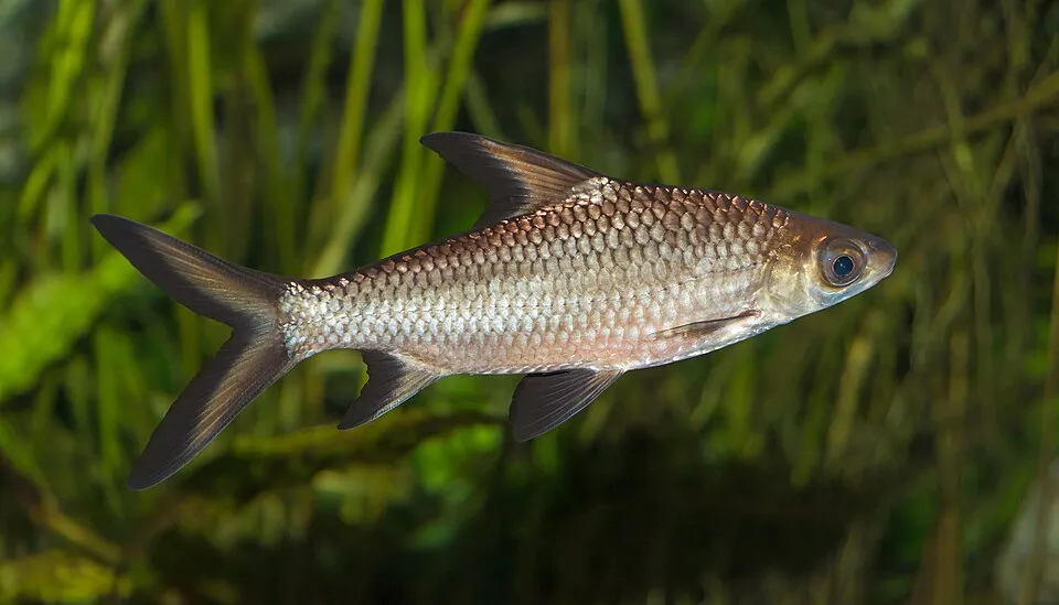 Silver shark (Balantiocheilus melanopterus)