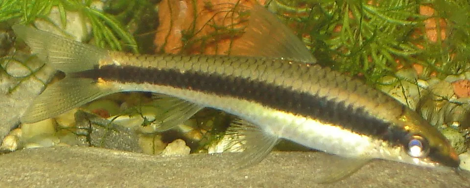 Siamese algae eater (Crossocheilus oblongus)
