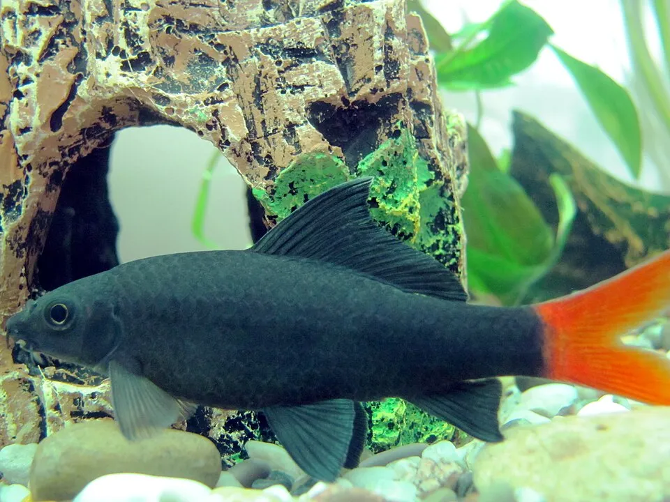 Red-tailed black shark (Epalzeorhynchos bicolor)