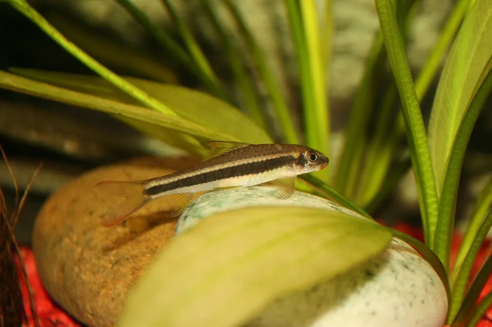 Cambodian log sucker (Garra cambodgiensis)