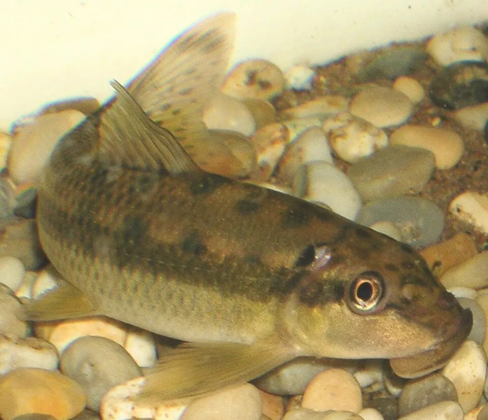 Chinese algae eater (Gyrinocheilus aymonieri)