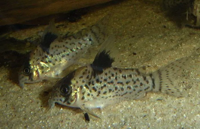 Blackfin Cory (Corydoras leucomelas)