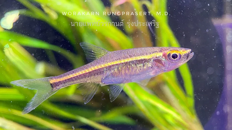 Red-striped rasbora (Trigonopoma pauciperforata)