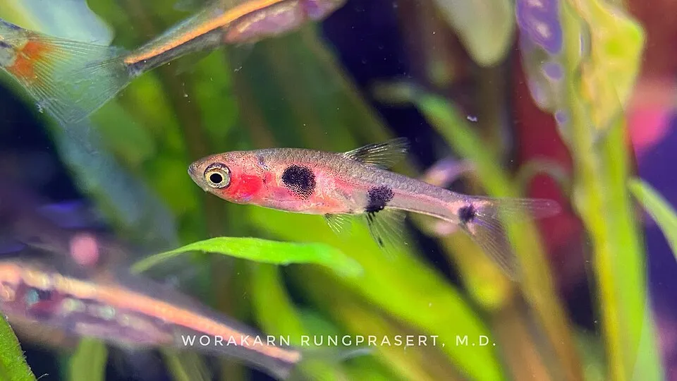 Dwarf rasbora (Boraras maculatus)