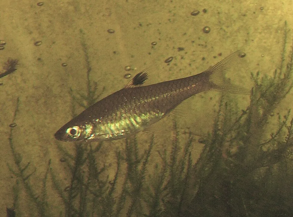 Eyespot rasbora (Brevibora dorsiocellata)