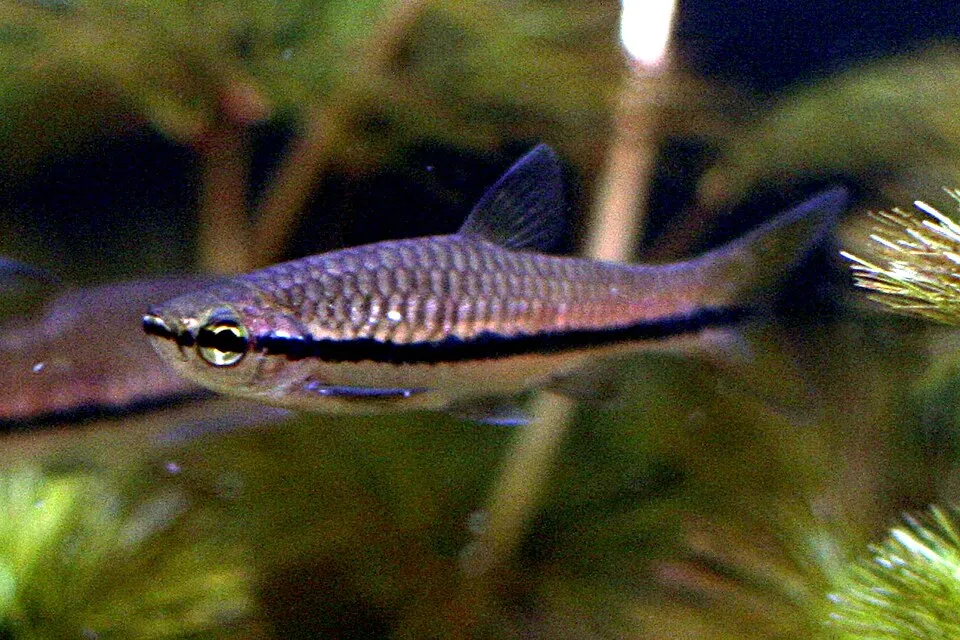 Brilliant rasbora (Rasbora einthovenii)